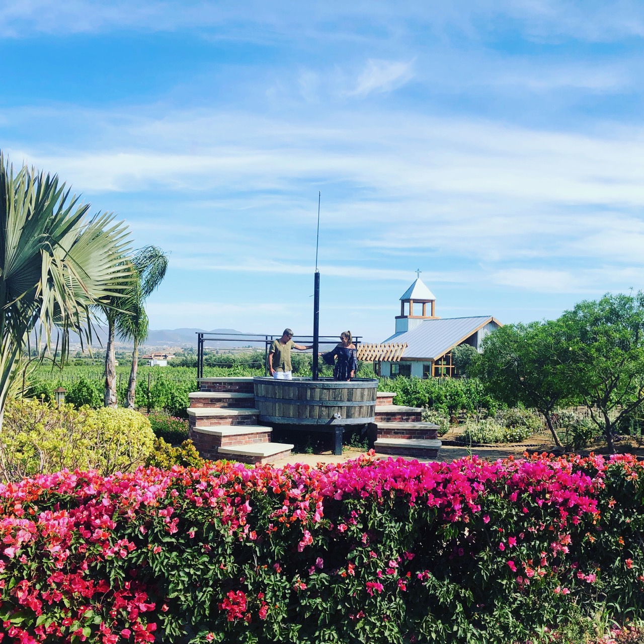 Withers and co Mexican Wine Region