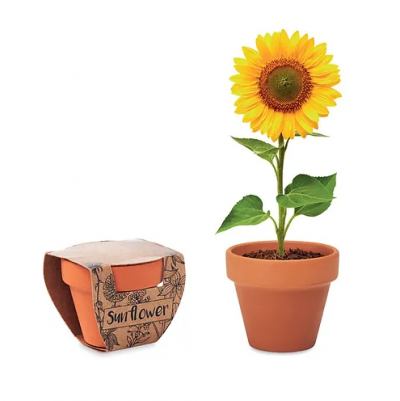 Sunflower - Grow your own Pot