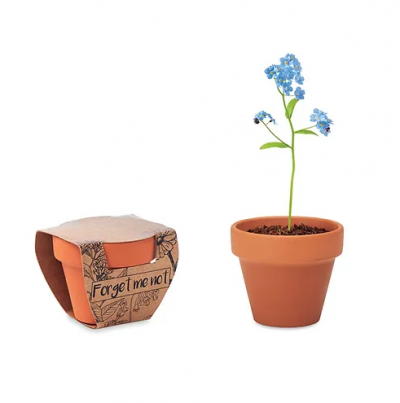 Forget me not - Grow your own pot
